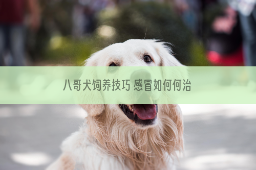 八哥犬饲养技巧 感冒如何何治