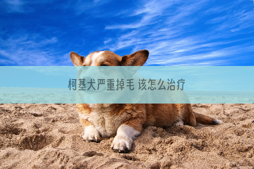 柯基犬严重掉毛 该怎么治疗