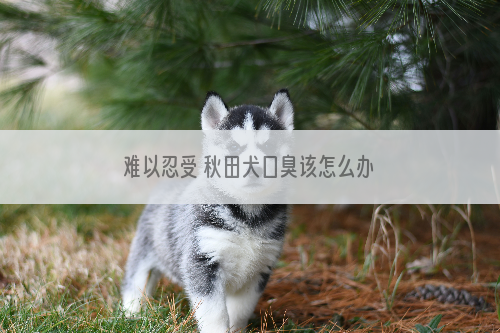 难以忍受 秋田犬口臭该怎么办