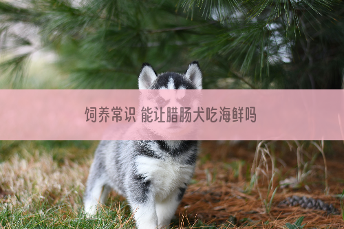 饲养常识 能让腊肠犬吃海鲜吗