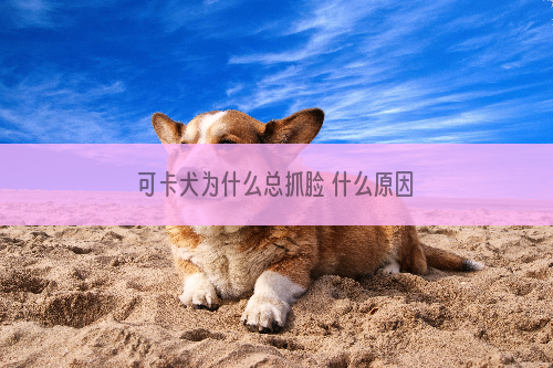 可卡犬为什么总抓脸 什么原因