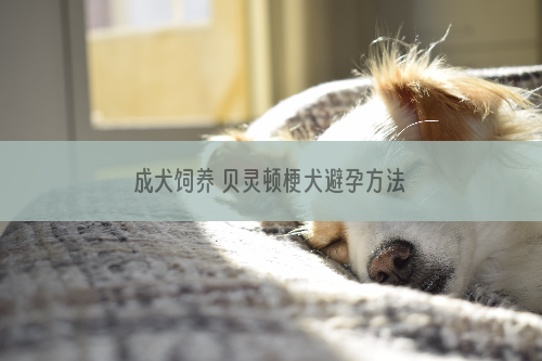 成犬饲养 贝灵顿梗犬避孕方法