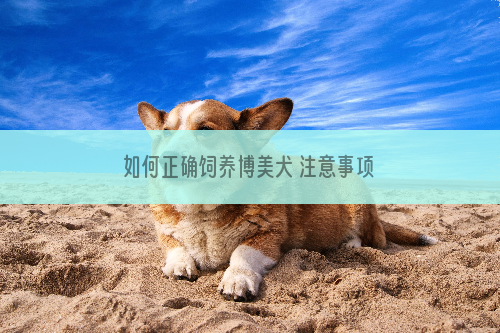 如何正确饲养博美犬 注意事项