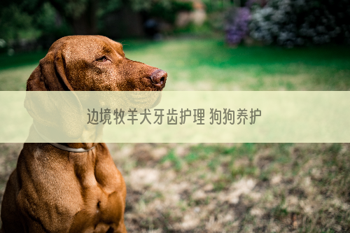 边境牧羊犬牙齿护理 狗狗养护