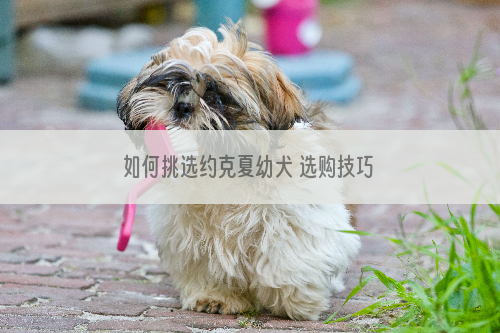 如何挑选约克夏幼犬 选购技巧