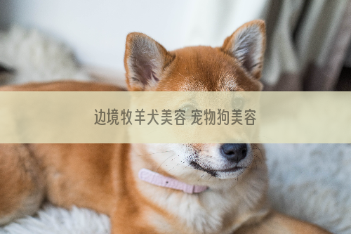 边境牧羊犬美容 宠物狗美容