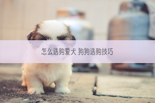 怎么选购爱犬 狗狗选购技巧