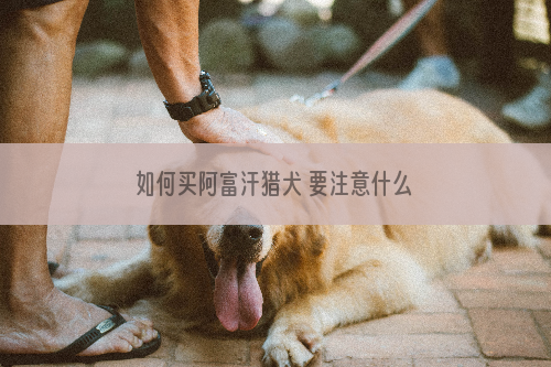 如何买阿富汗猎犬 要注意什么