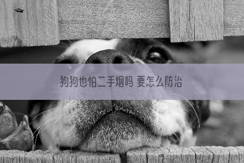 狗狗也怕二手烟吗 要怎么防治