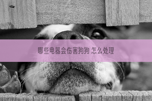 哪些电器会伤害狗狗 怎么处理