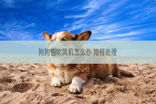 狗狗怕吹风机怎么办 如何处理