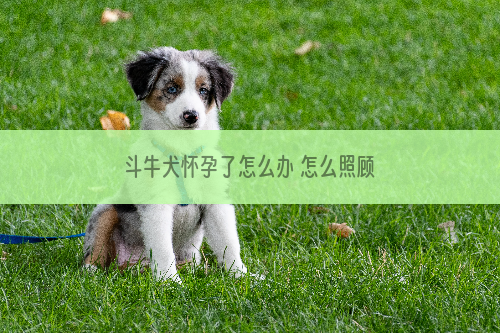 斗牛犬怀孕了怎么办 怎么照顾