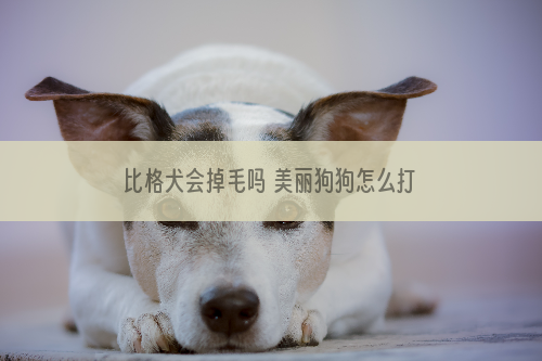 比格犬会掉毛吗 美丽狗狗怎么打造啊