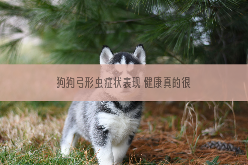 狗狗弓形虫症状表现 健康真的很重要