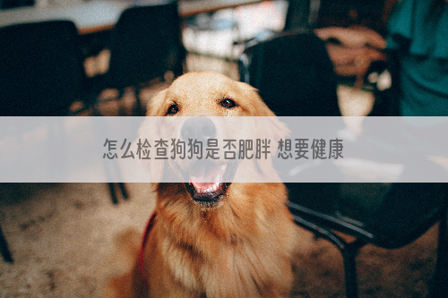 怎么检查狗狗是否肥胖 想要健康的狗