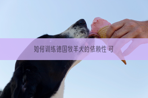 如何训练德国牧羊犬的依赖性 可爱狗狗