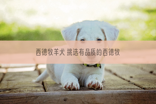 西德牧羊犬 挑选有品质的西德牧羊犬哦