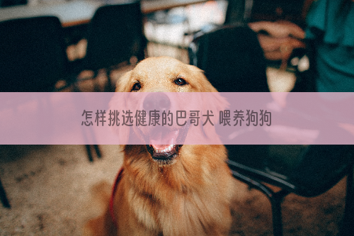 怎样挑选健康的巴哥犬 喂养狗狗不容易