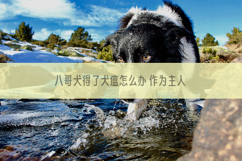 八哥犬得了犬瘟怎么办 作为主人来治疗