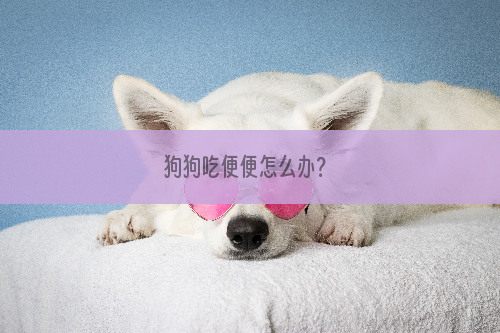 狗狗吃便便怎么办？