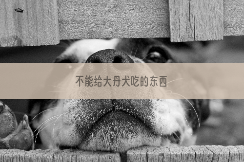 不能给大丹犬吃的东西