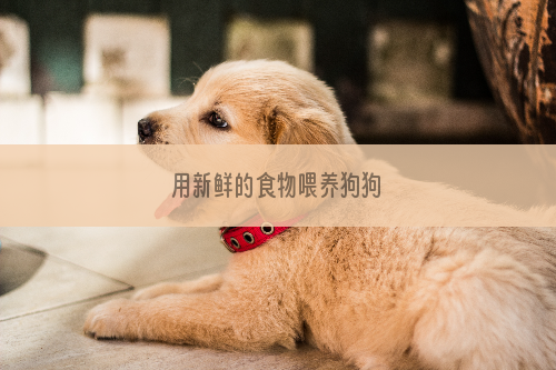 用新鲜的食物喂养狗狗