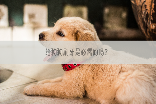 给狗狗刷牙是必需的吗？