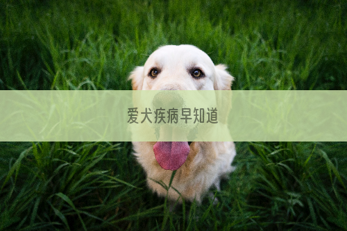 爱犬疾病早知道