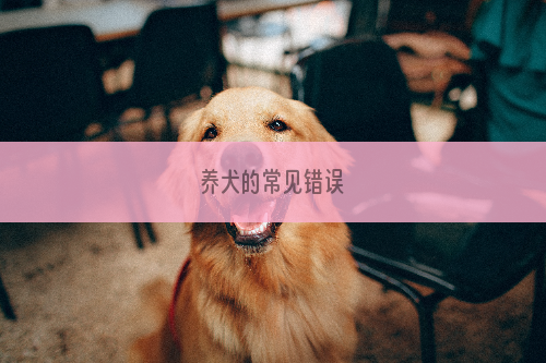 养犬的常见错误