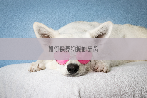 如何保养狗狗的牙齿