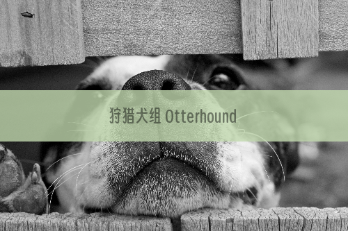 狩猎犬组 Otterhound 奥达猎犬
