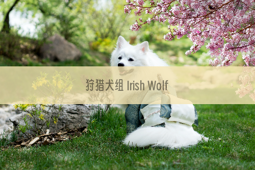 狩猎犬组 Irish Wolfhound 爱尔兰猎狼犬