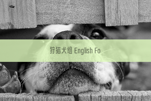 狩猎犬组 English Foxhound 英国猎狐犬