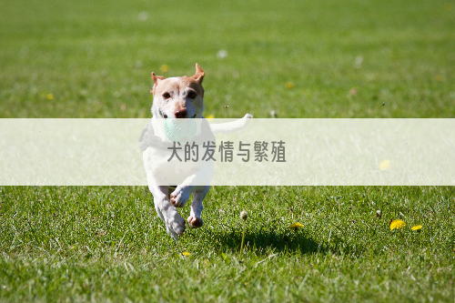 犬的发情与繁殖