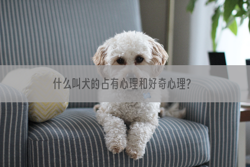 什么叫犬的占有心理和好奇心理？