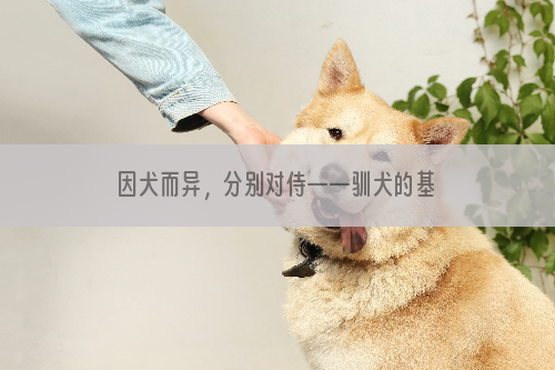 因犬而异，分别对侍——驯犬的基本原则二