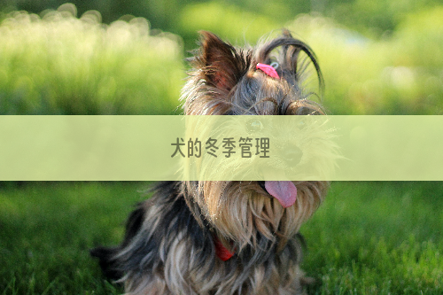 犬的冬季管理