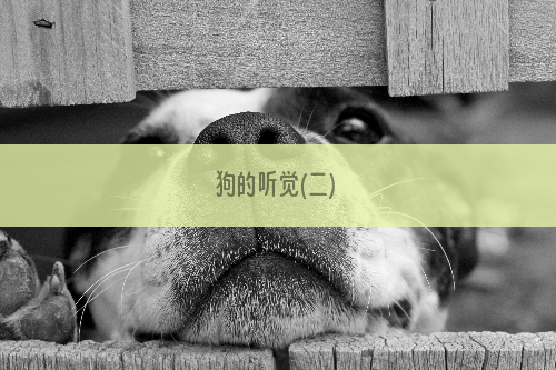 狗的听觉(二)