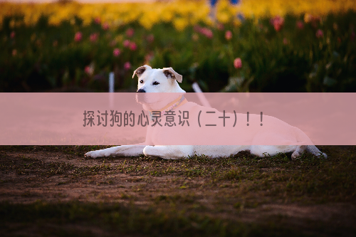 探讨狗的心灵意识（二十）！！
