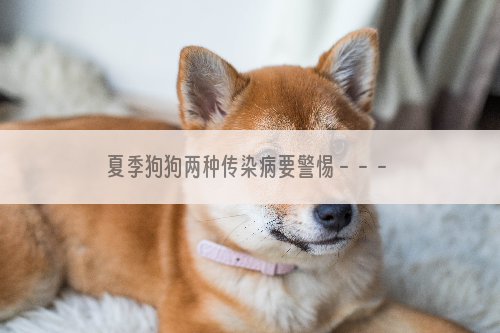 夏季狗狗两种传染病要警惕－－－犬瘟+细小病毒爱宠两“死敌”