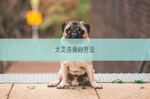 犬类洗澡的方法