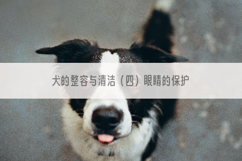 犬的整容与清洁（四）眼睛的保护