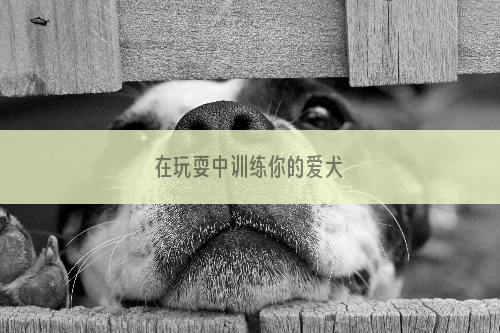 在玩耍中训练你的爱犬