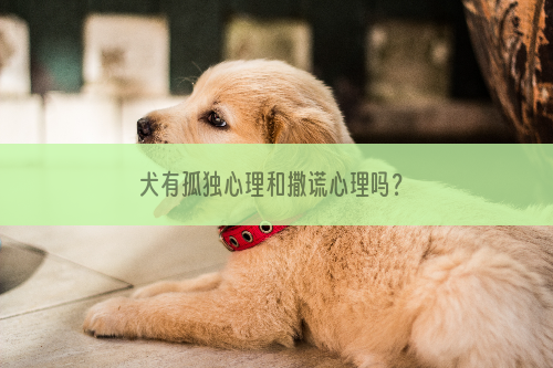 犬有孤独心理和撒谎心理吗？