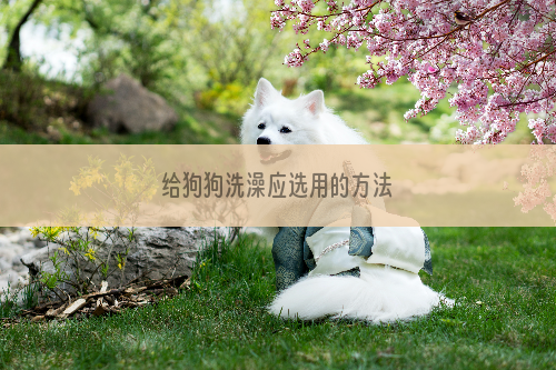 给狗狗洗澡应选用的方法