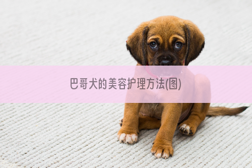 巴哥犬的美容护理方法(图)