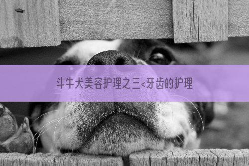 斗牛犬美容护理之三<牙齿的护理>