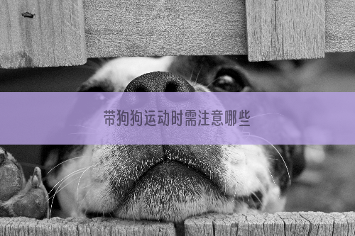 带狗狗运动时需注意哪些