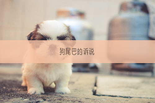 狗尾巴的诉说