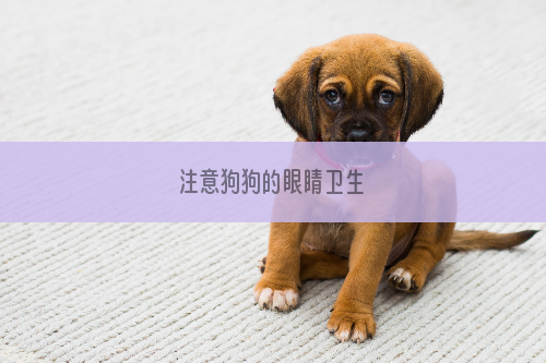 注意狗狗的眼睛卫生